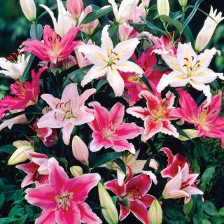 Oriental Lily Mix Thumbnail